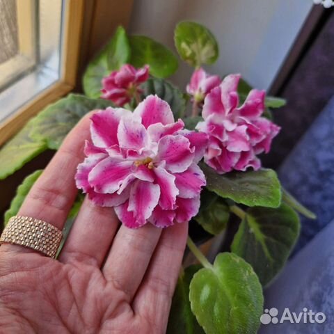 Фиалка Морозная вишня детки И листы