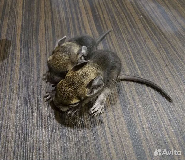 Белочка Дегу