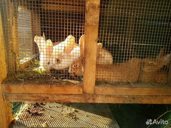 Кролики мясных пород