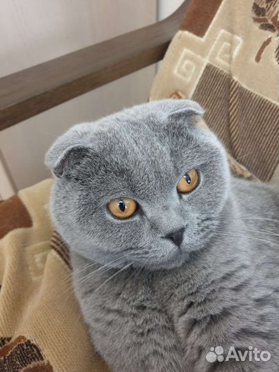 Британский кот в добрые руки
