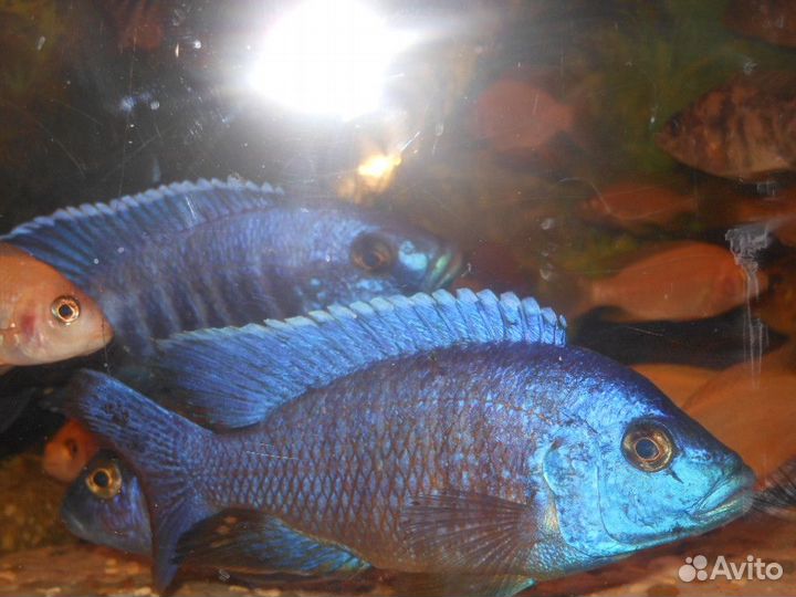 Малавийские цихлиды