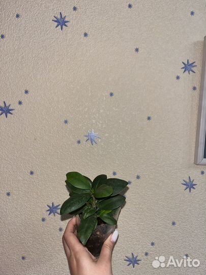 Фикус бонсай