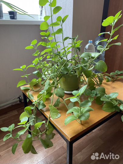 Кактус перечная мята хлорофитум и др