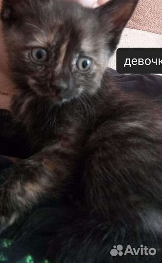 Кошка в дар бесплатно