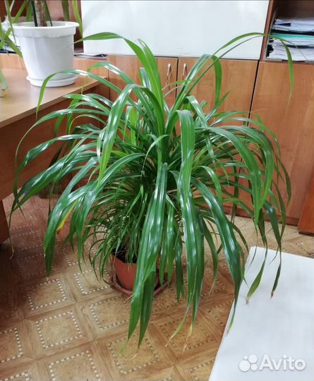 Комнатное растение панданус