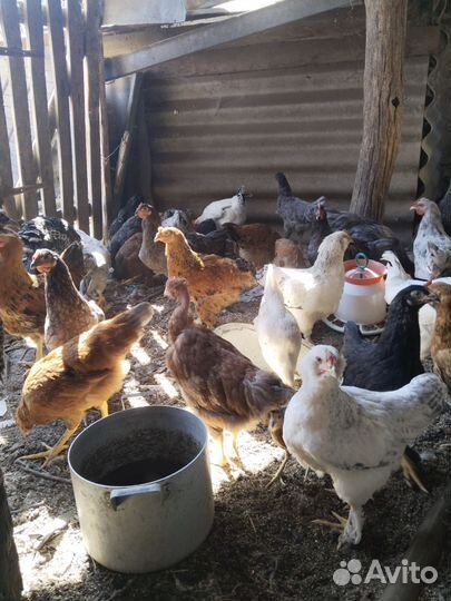 Куры молодки