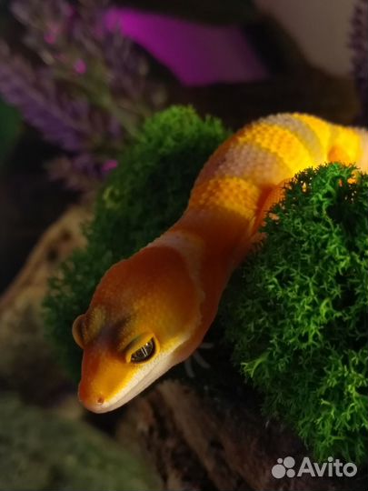 Эублефары, яркие танжерины