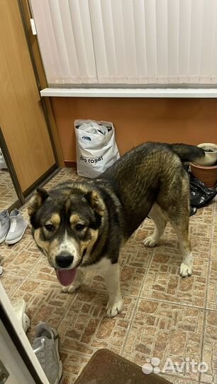 Алабай на вязку