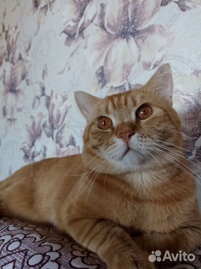 Вязка котов шотландских