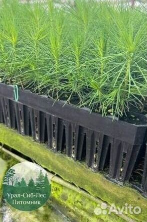 Зкс и окс Сосна Ель Лиственница сеянцы Голуб горн