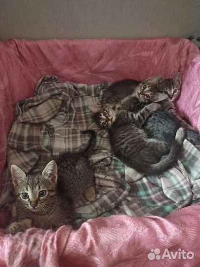 Котята в добрые руки бесплатно