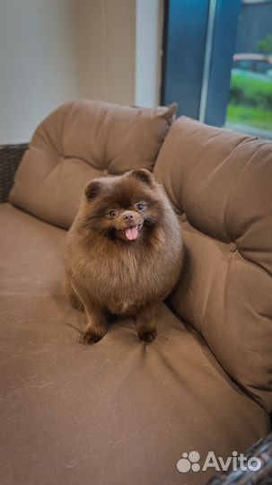 Груминг бесплатно