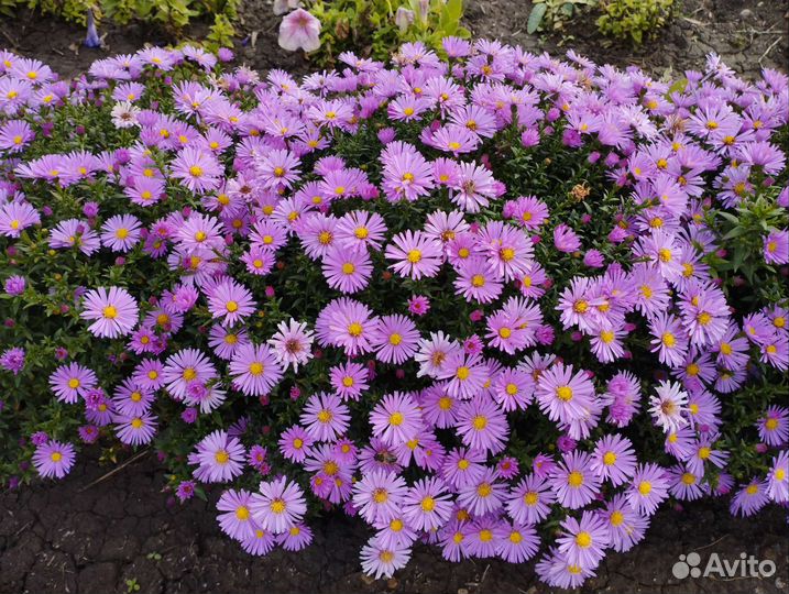 Сентябринки бордюрные