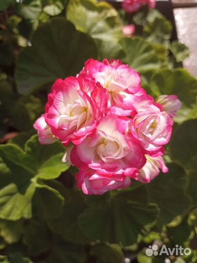 Герани и пеларгонии