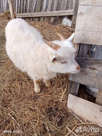Продам козлика