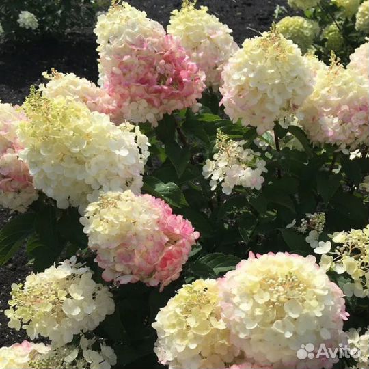 Новинка.Гортензия Pinky Promise-Пинки Промис 3,5л