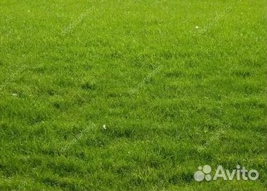 Укладка газона