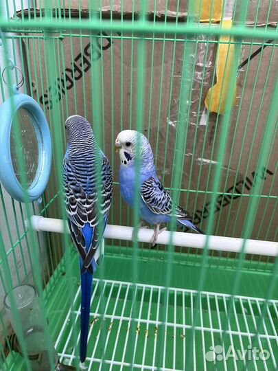 Волнистый попугай с клеткой