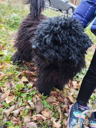 Домашняя передержка, собаки, кошки, зооняня