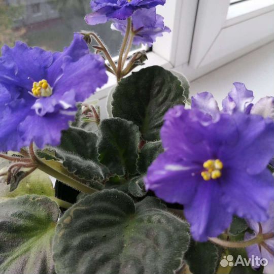 Фиалки детки