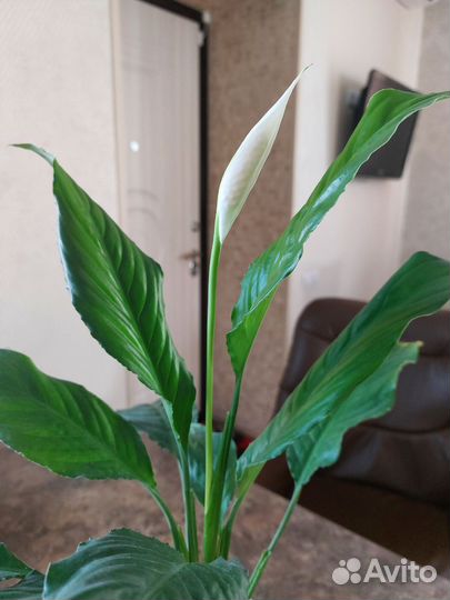 Спатифиллум