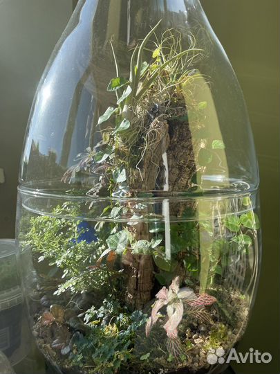 Флорариум, экосистема