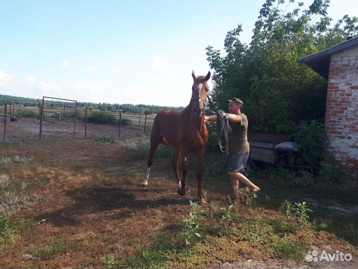 Племенные буденновские и импортные лошади