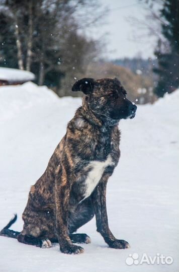 Ищет дом великолепный пес Марк