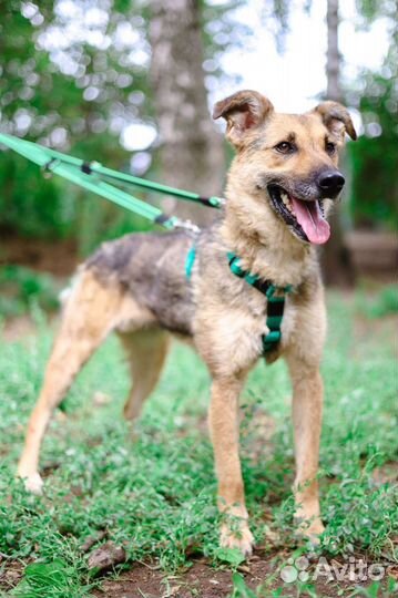 Собаке не место в новой жизни