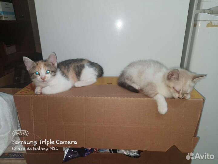 Кошки в добрые руки бесплатно