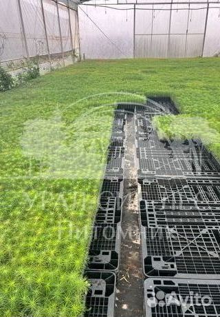 Сеянцы на лесовосстановление Ель Голубая зкс