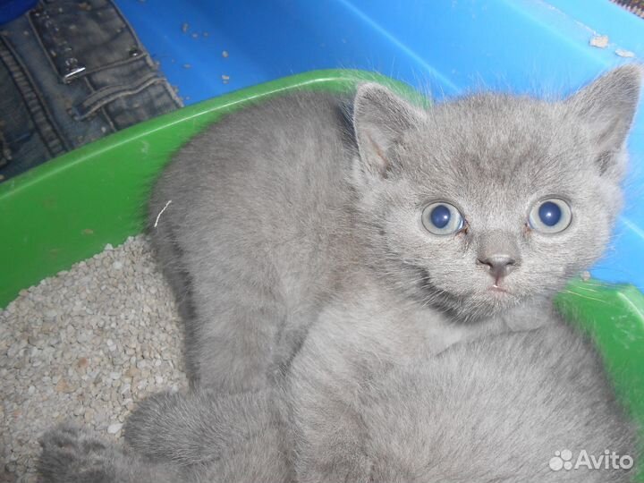 Британские котята 2 месяца
