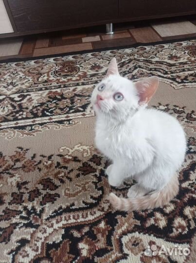 Кошки в добрые руки