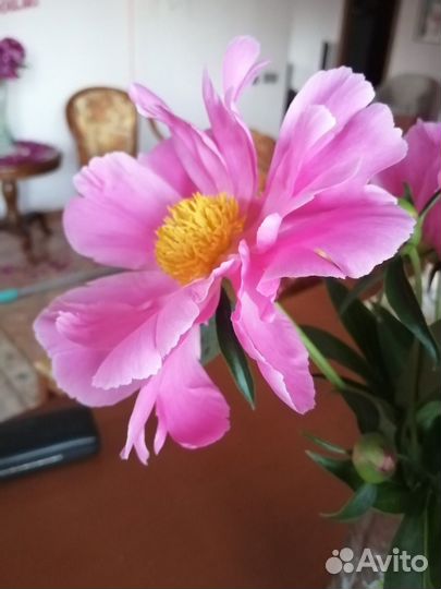 Пионы саженцы