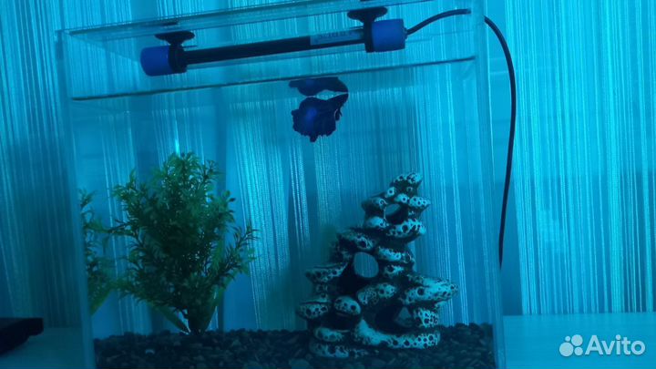 Аквариум с рыбкой петушок