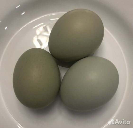 Инкубационное яйцо кур