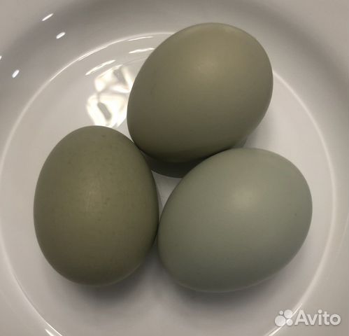 Инкубационное яйцо кур