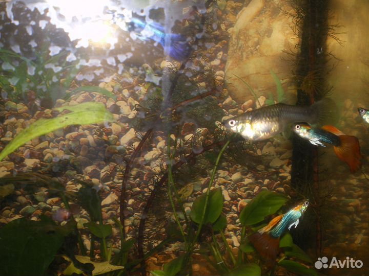 Аквариумные рыбки гуппи
