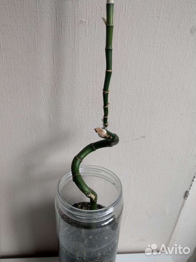 Драцена Сандера