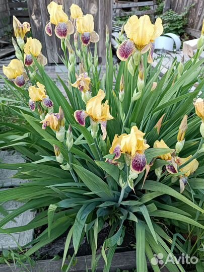 Ирис, сколка