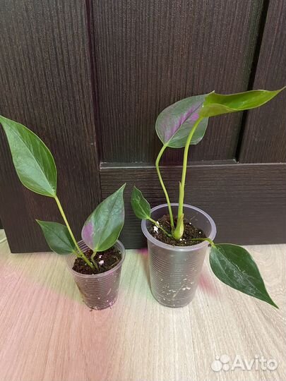 Антуриум Лилли Ред и разные комнатные