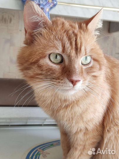 Молодой котик ищет дом
