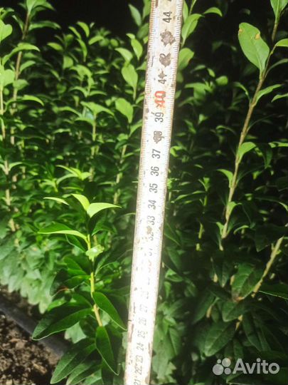 Саженцы бирючины