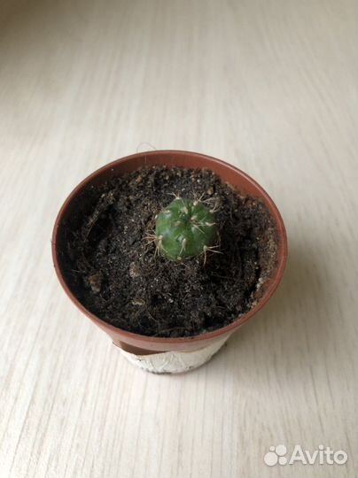 Кактус. Суккуленты. Комнатные цветы