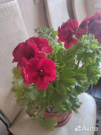 Пеларгония герань