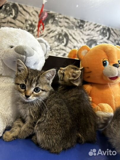 Шатланские котята