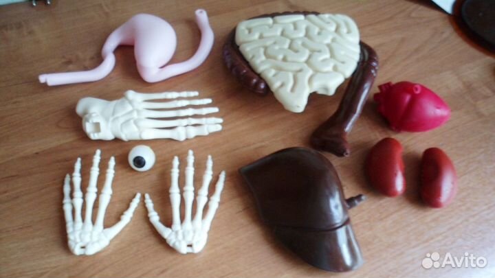 Органы искусственные для изучения