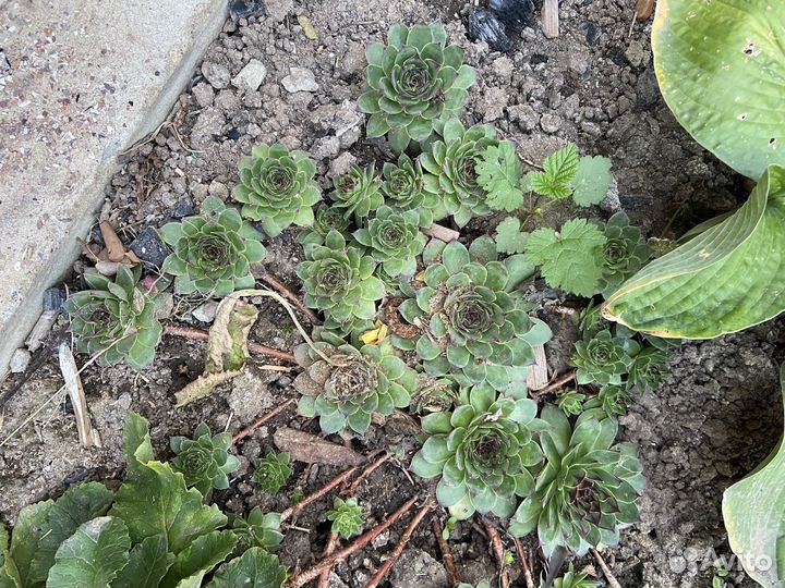 Суккулент Молодило