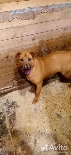 Шарпей(метис)