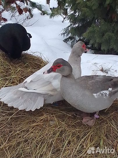 Мускусные утки, утята, селезни